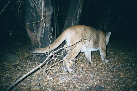 Santa Monica News Mountain Lions