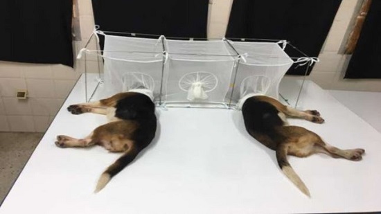 Beagles Used in taxpayer-funder experiment
